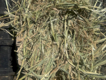 Barley Hay 450-480kg Round Bales x 200