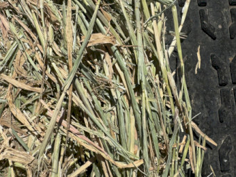 Barley Hay 450-480kg Round Bales x 200