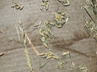 Barley Hay 450-480kg Round Bales x 200