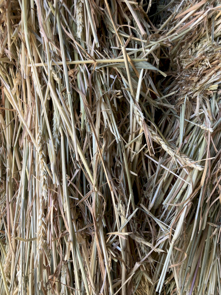 Wheaten Hay 525kg 8x4x3 Bales x 210