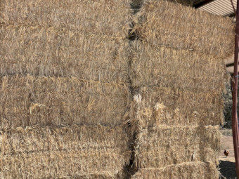 Wheaten Hay 525kg 8x4x3 Bales x 210
