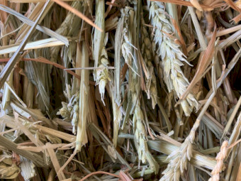 Wheaten Hay 525kg 8x4x3 Bales x 210