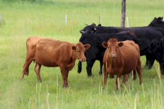 Dexter cattle, Bulls, Cows, Steers and calves