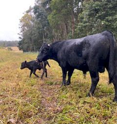 Dexter cattle, Bulls, Cows, Steers and calves
