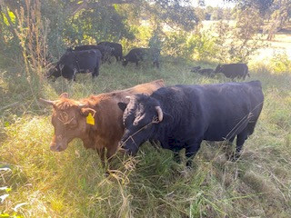 Dexter cattle, Bulls, Cows, Steers and calves