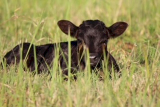 Dexter cattle, Bulls, Cows, Steers and calves