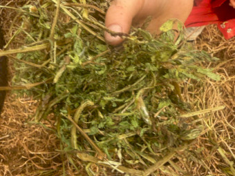 1000mt Vetch Hay 8x4x3 Bales (New Season)