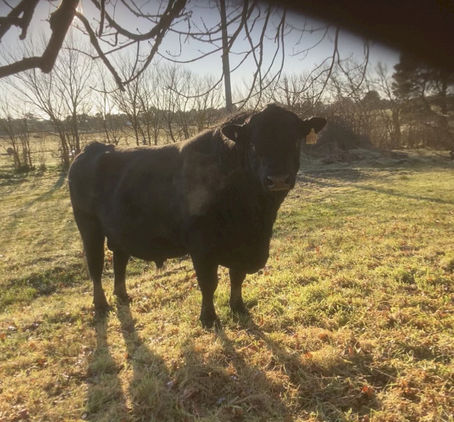 4-Year-Old Proven Black Angus Breeding Bull – Banquet Nagambie Bloodlines