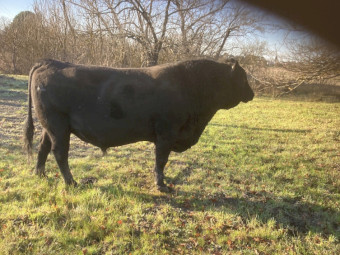 4-Year-Old Proven Black Angus Breeding Bull – Banquet Nagambie Bloodlines