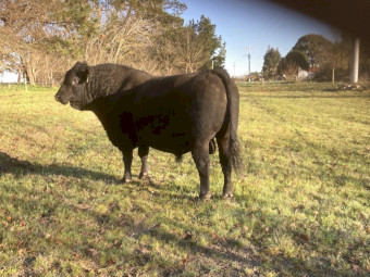 4-Year-Old Proven Black Angus Breeding Bull – Banquet Nagambie Bloodlines