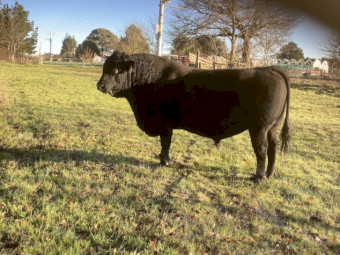 4-Year-Old Proven Black Angus Breeding Bull – Banquet Nagambie Bloodlines
