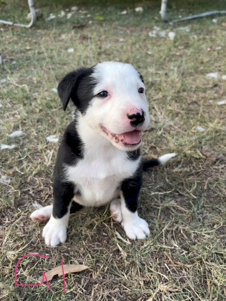 Working Dog Border Collie x 6