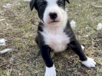 Working Dog Border Collie x 6