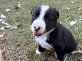 Working Dog Border Collie x 6