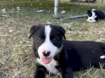 Working Dog Border Collie x 6