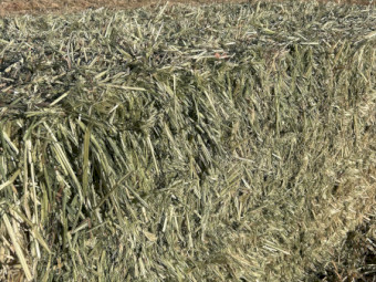 New Season Oaten Hay