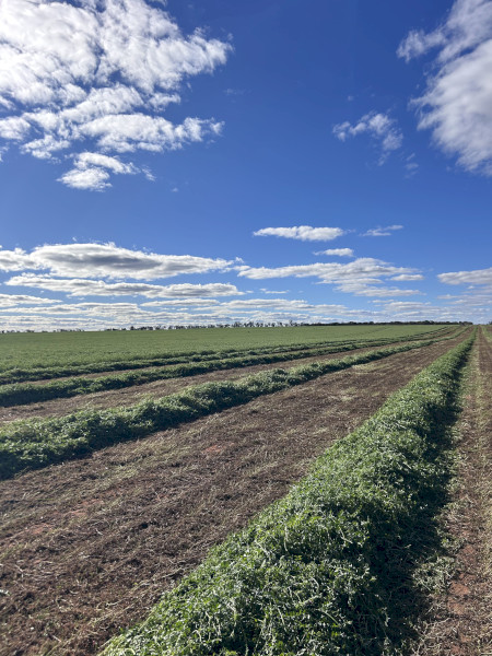 New Season Vetch Hay 