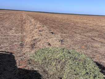 New Season Vetch Hay 