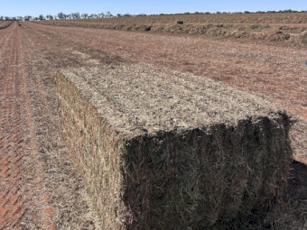 New Season Vetch Hay 