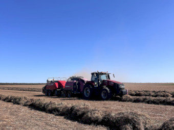 New Season Vetch Hay 