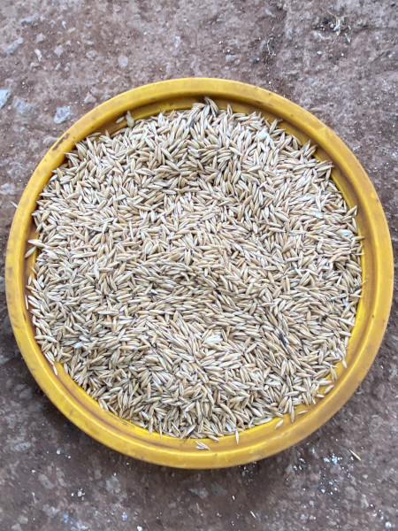 2025 milling oats