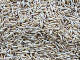 2025 milling oats