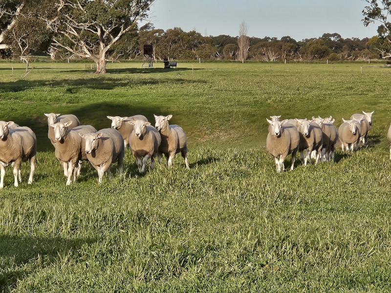 Border Leicester rams