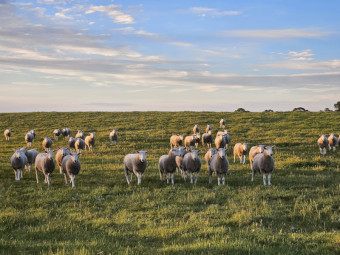 Border Leicester rams