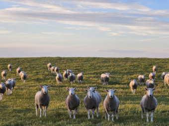 Border Leicester rams