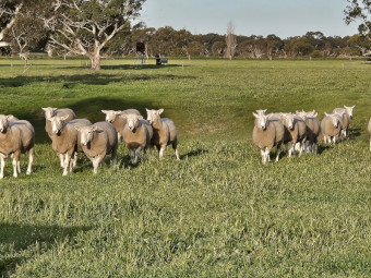 Border Leicester rams