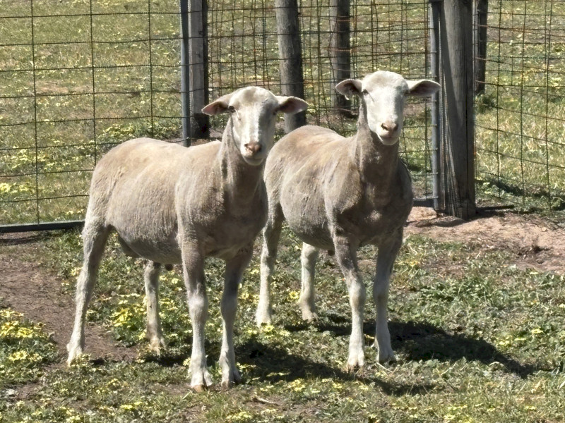Flock Rams