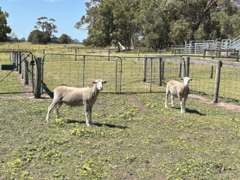 Flock Rams