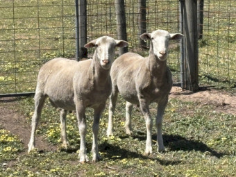 Flock Rams