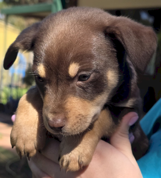 Australian Kelpie Pups