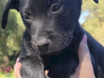 Australian Kelpie Pups