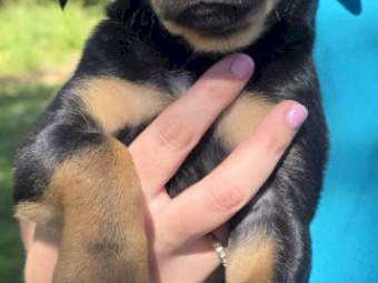 Australian Kelpie Pups