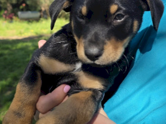 Australian Kelpie Pups