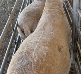 White Suffolk 25 drop rams 