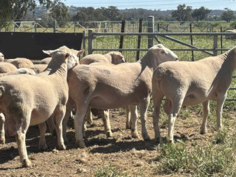 White Suffolk 25 drop rams 