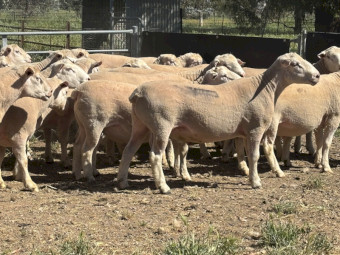 White Suffolk 25 drop rams 