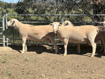 White Suffolk 25 drop rams 