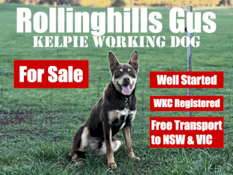 Purebred Well Started Kelpie Working Dog-Free Transport
