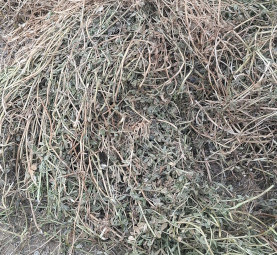 Vetch hay 