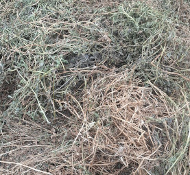 Vetch hay 