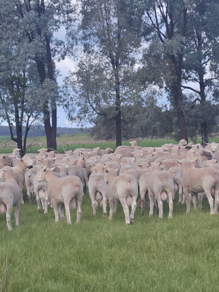 Performance Recorded Poll Dorset Rams