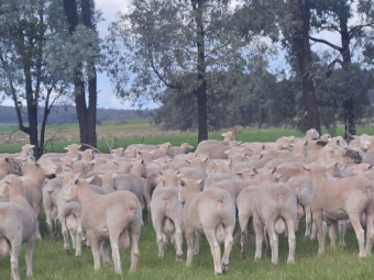 Performance Recorded Poll Dorset Rams