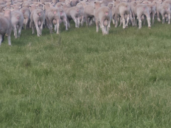 Performance Recorded Poll Dorset Rams