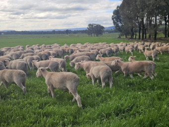 Performance Recorded Poll Dorset Rams