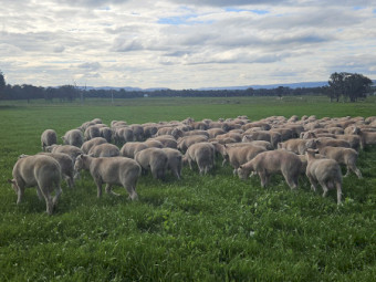 Performance Recorded Poll Dorset Rams