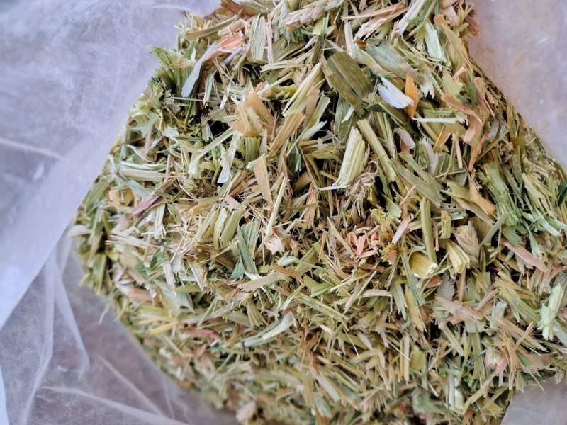 2026 barley hay